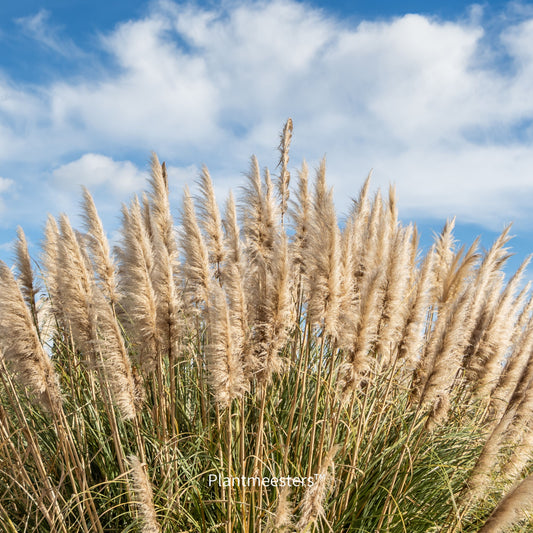 Cortaderia selloana 'Pumila'