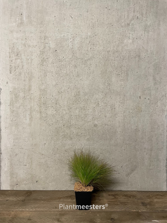 Festuca 'Walberla'