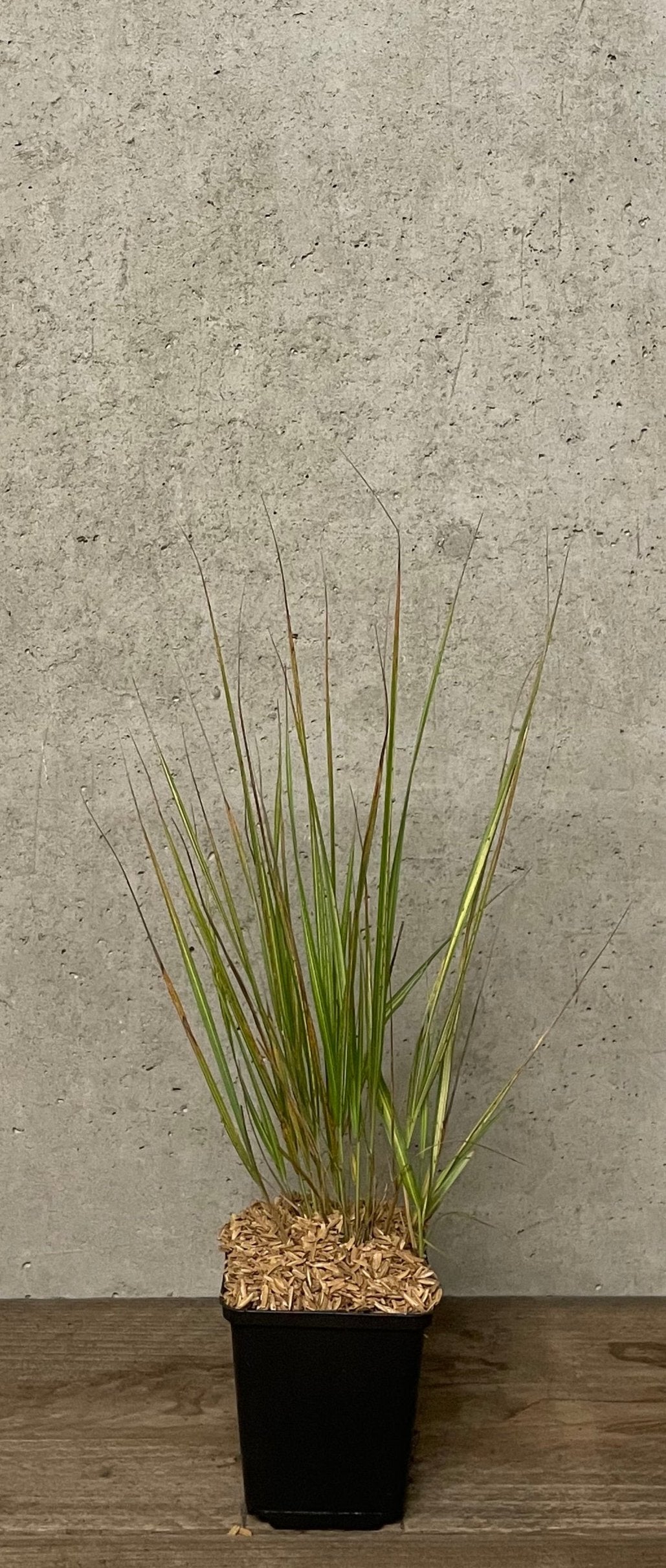 Calamagrostis acutiflora 'England'