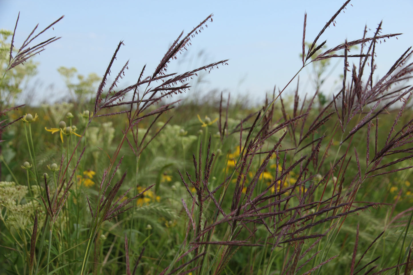 Andropogon gerardii 'Weinheim Burgundy'